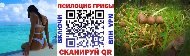 купить цена дарк нет официальный сайт Галлюциногенные грибы мухоморы Ядрин